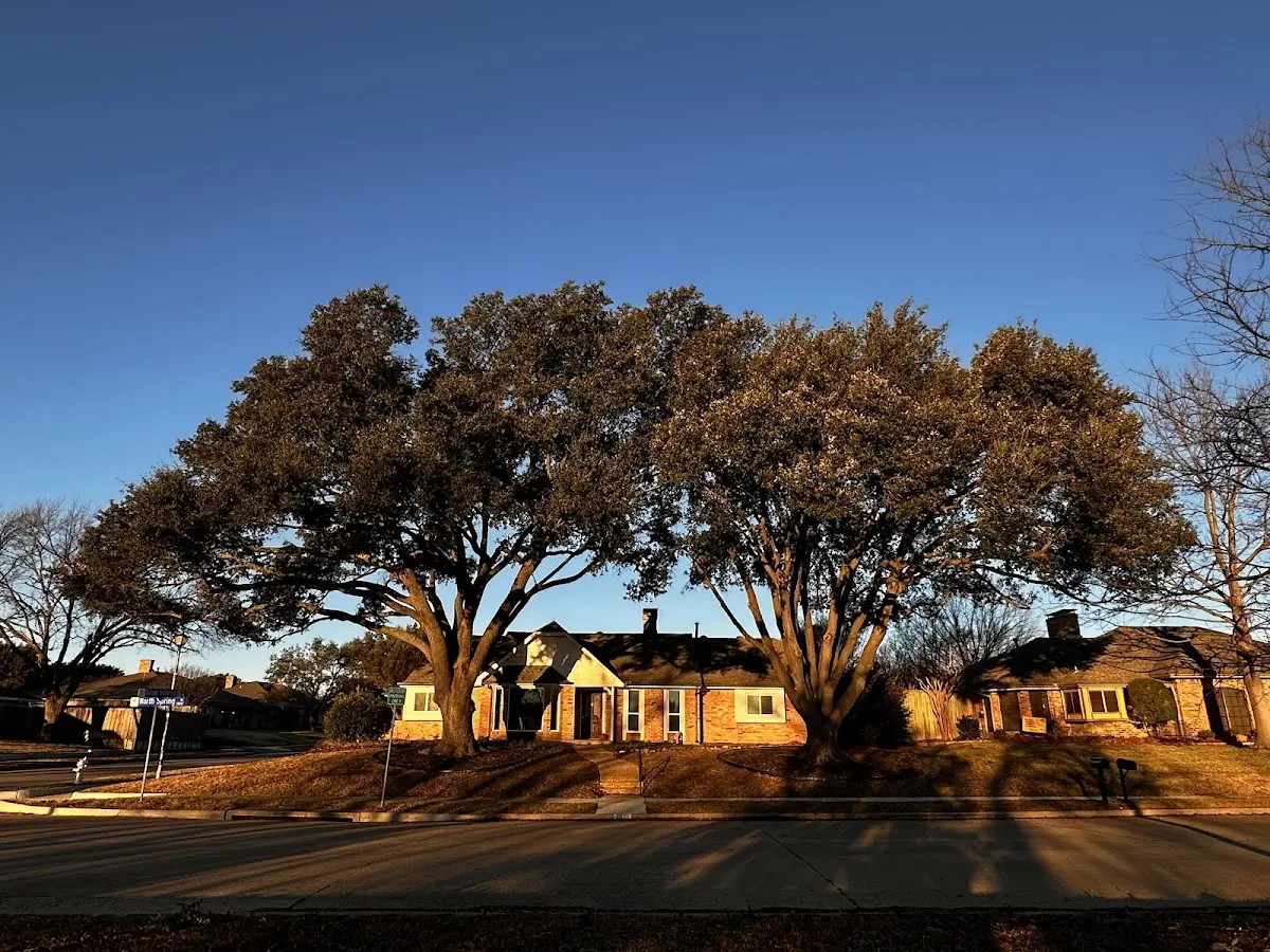 Established residential canopy tree shading a home in Denver